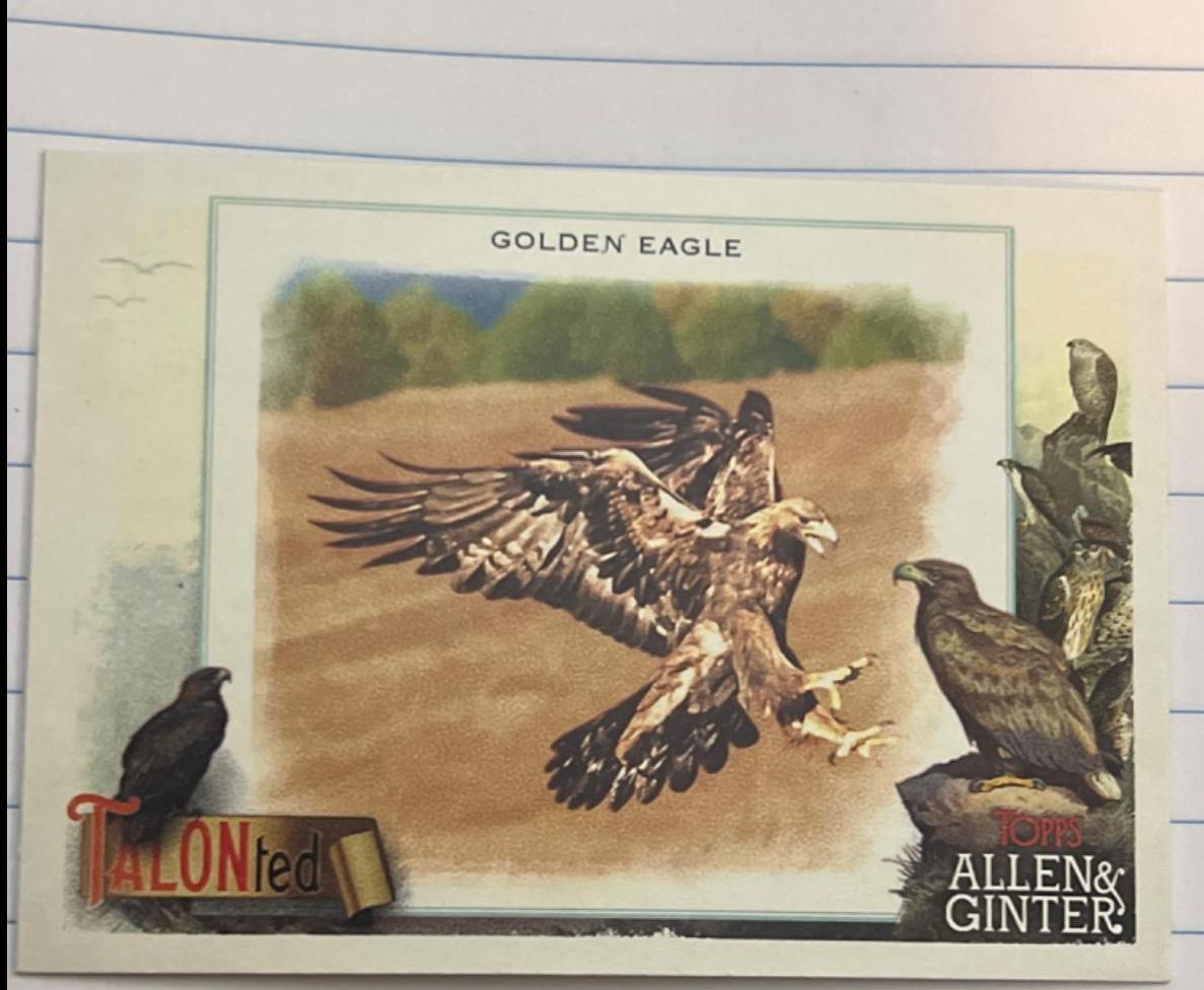 Golden Eagle #TT-9