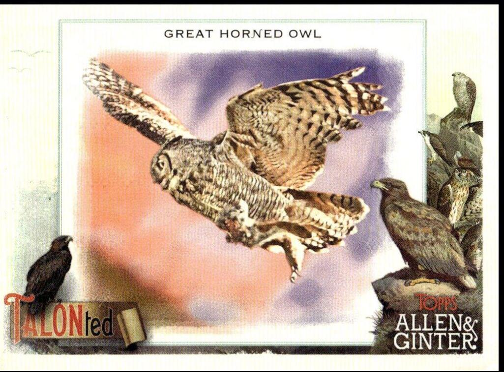 Great Horned Owl #TT-7