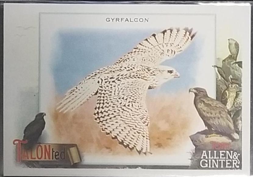 Gyrfalcon #TT-15