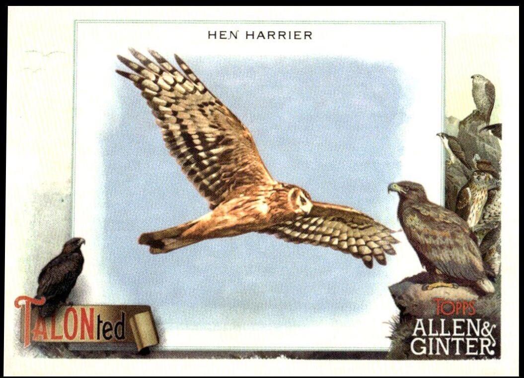 Hen Harrier #TT-12