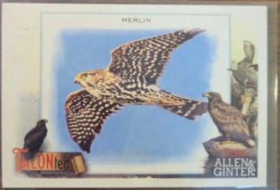 Merlin #TT-10