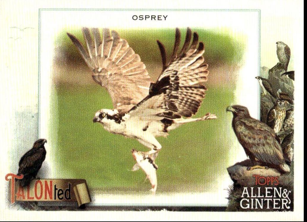 Osprey #TT-1