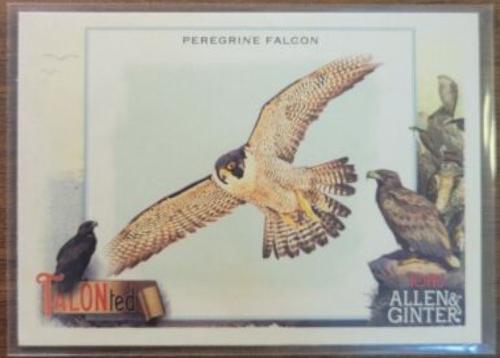 Peregrine Falcon #TT-3