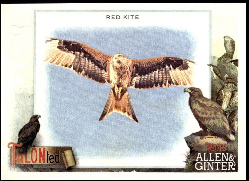 Red Kite #TT-14