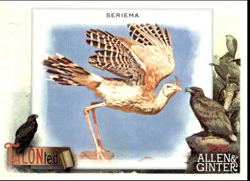 Seriema #TT-18