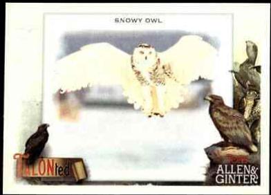 Snowy Owl #TT-8