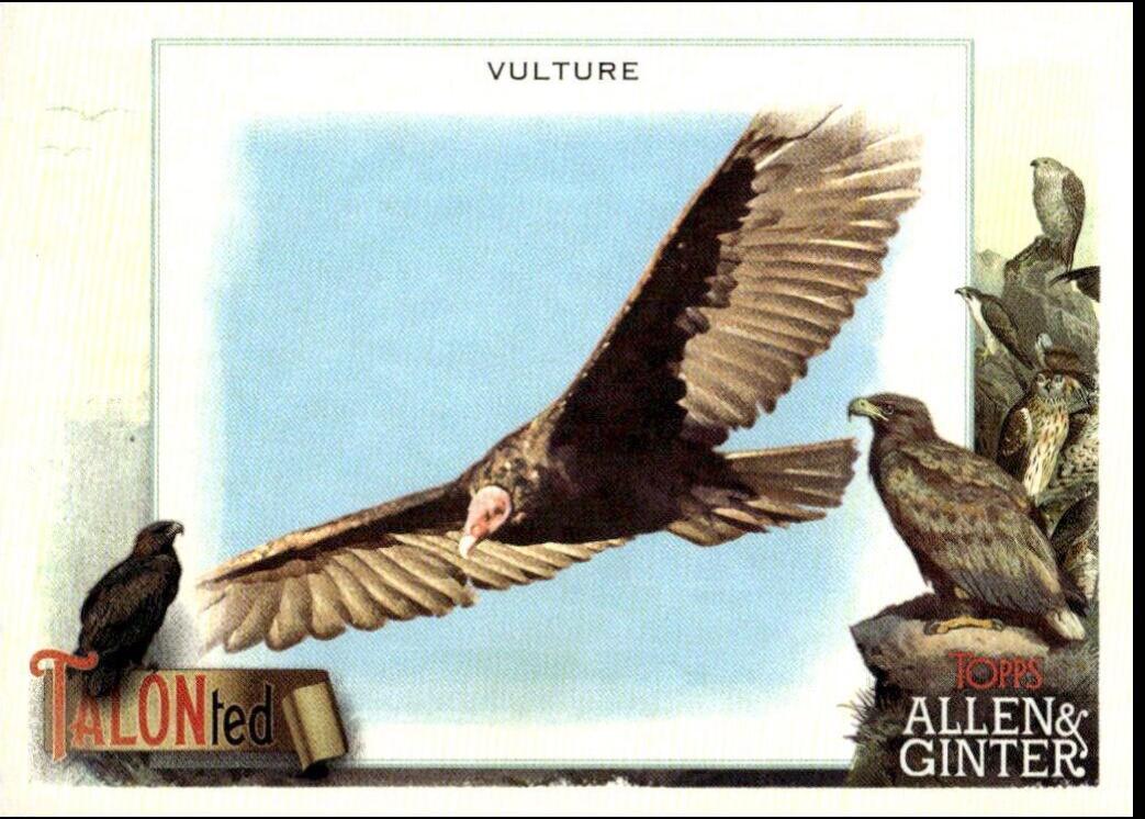 Vulture #TT-4
