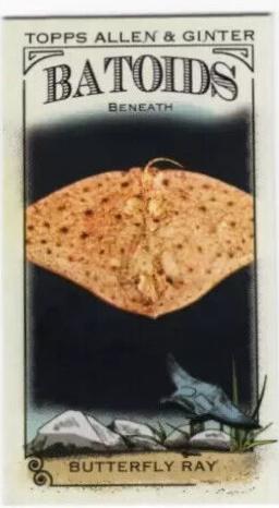 Butterfly Ray #RITW-9