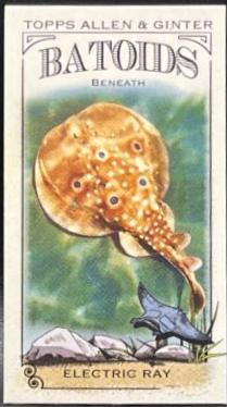Electric ray #RITW-3