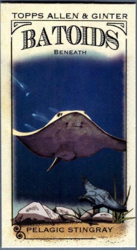 Pelagic Stingray #RITW-1