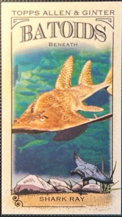 Shark Ray #RITW-10