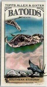 Southern Stingray #RITW-7