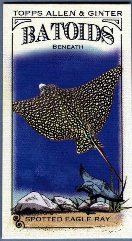 Spotted Eagle Ray #RITW-6