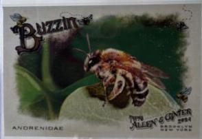 Andrenidae #BUZ-7