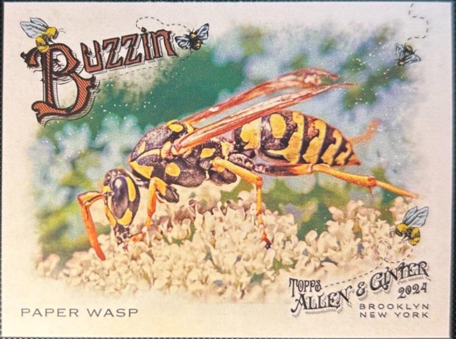 Paper Wasp #BUZ-14