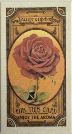 Rose #GTI-12