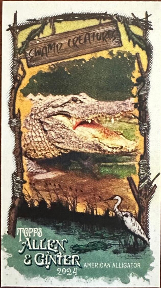 American Alligator #SC-1