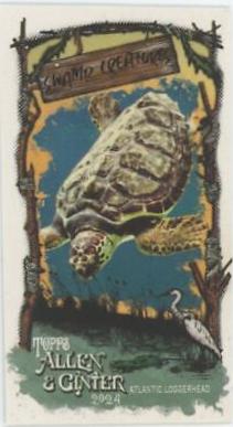 Atlantic Loggerhead #SC-9