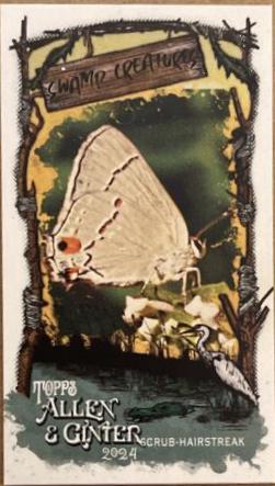 Bartram's Scrub-Hairstreak #SC-28