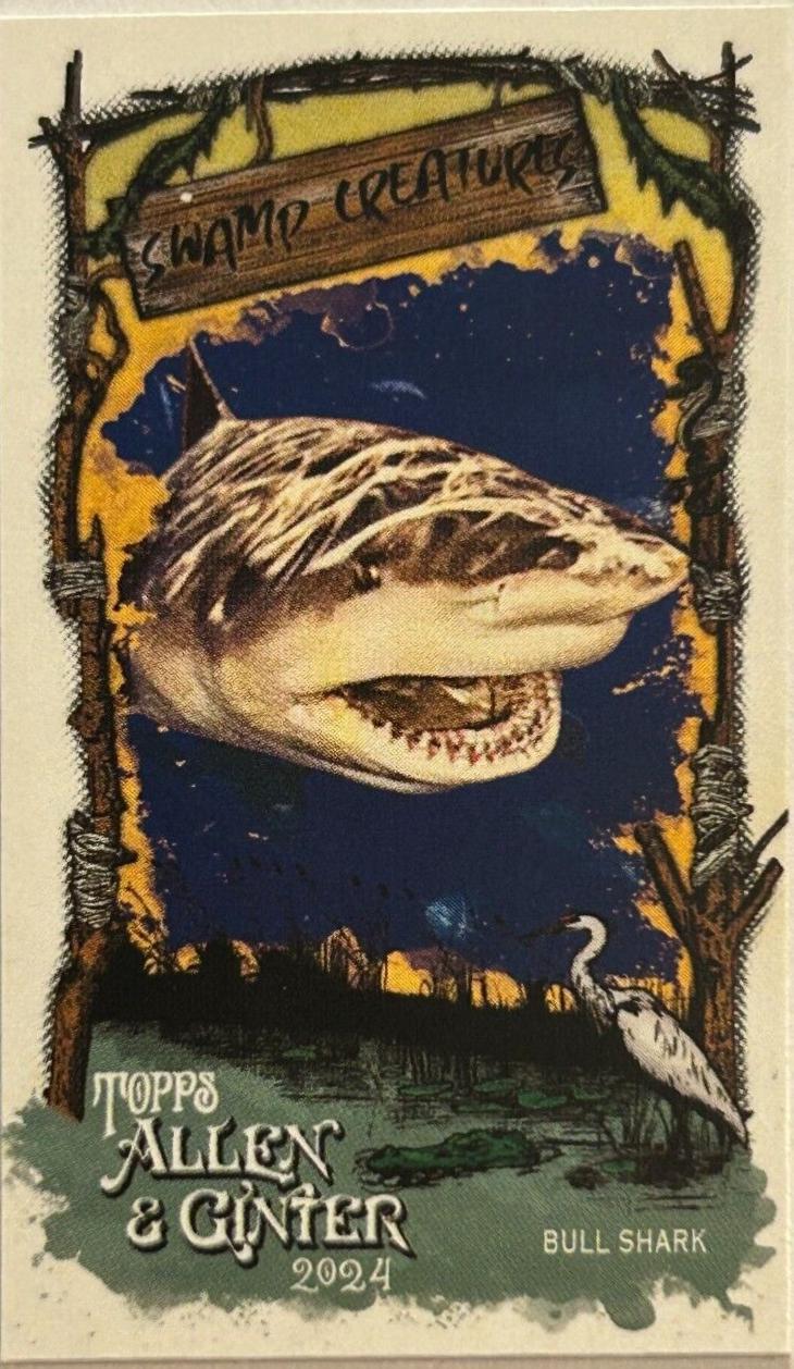 Bull Shark #SC-24