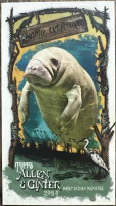 West Indian Manatee #SC-2