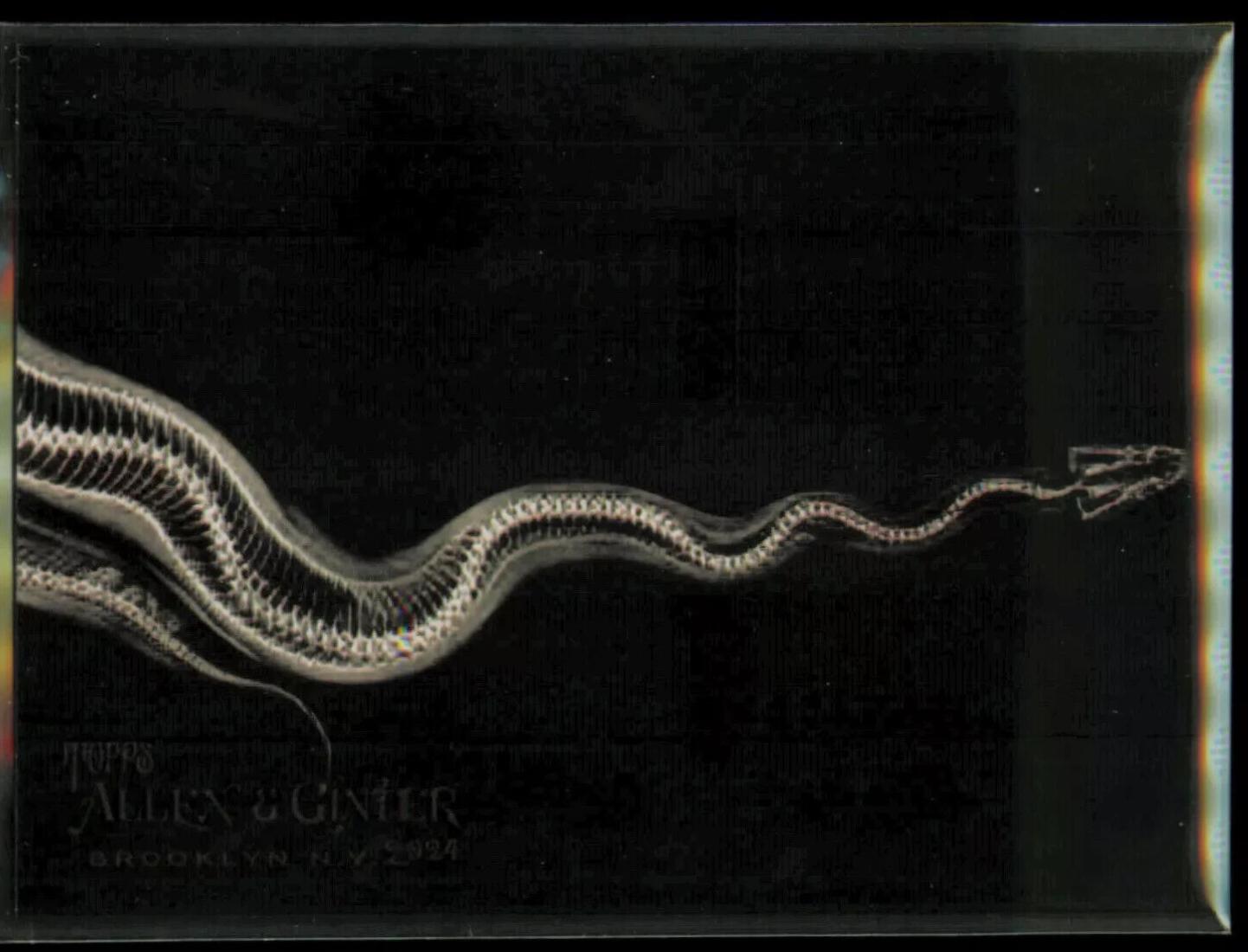 Ball Python #XR-5