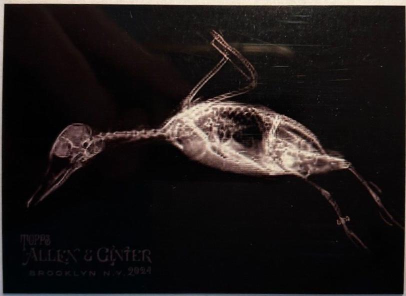 Bufflehead Duck #XR-9