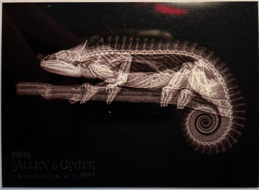 Mellers Chameleon #XR-2