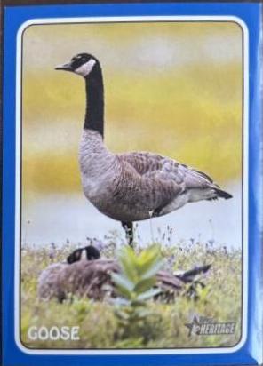 Goose [Blue] #75Z-13