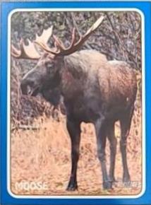 Moose [Blue] #75Z-15
