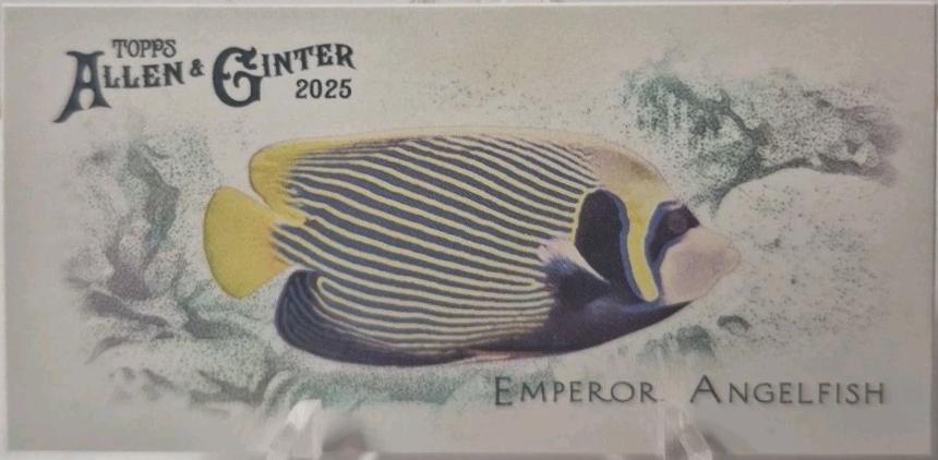 Emperor Angelfish #FGW-45