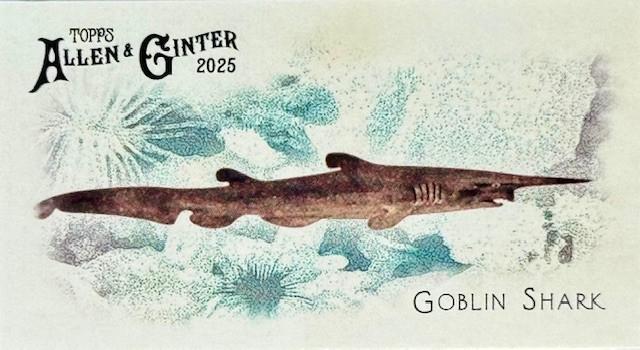 Goblin Shark #FGW-41