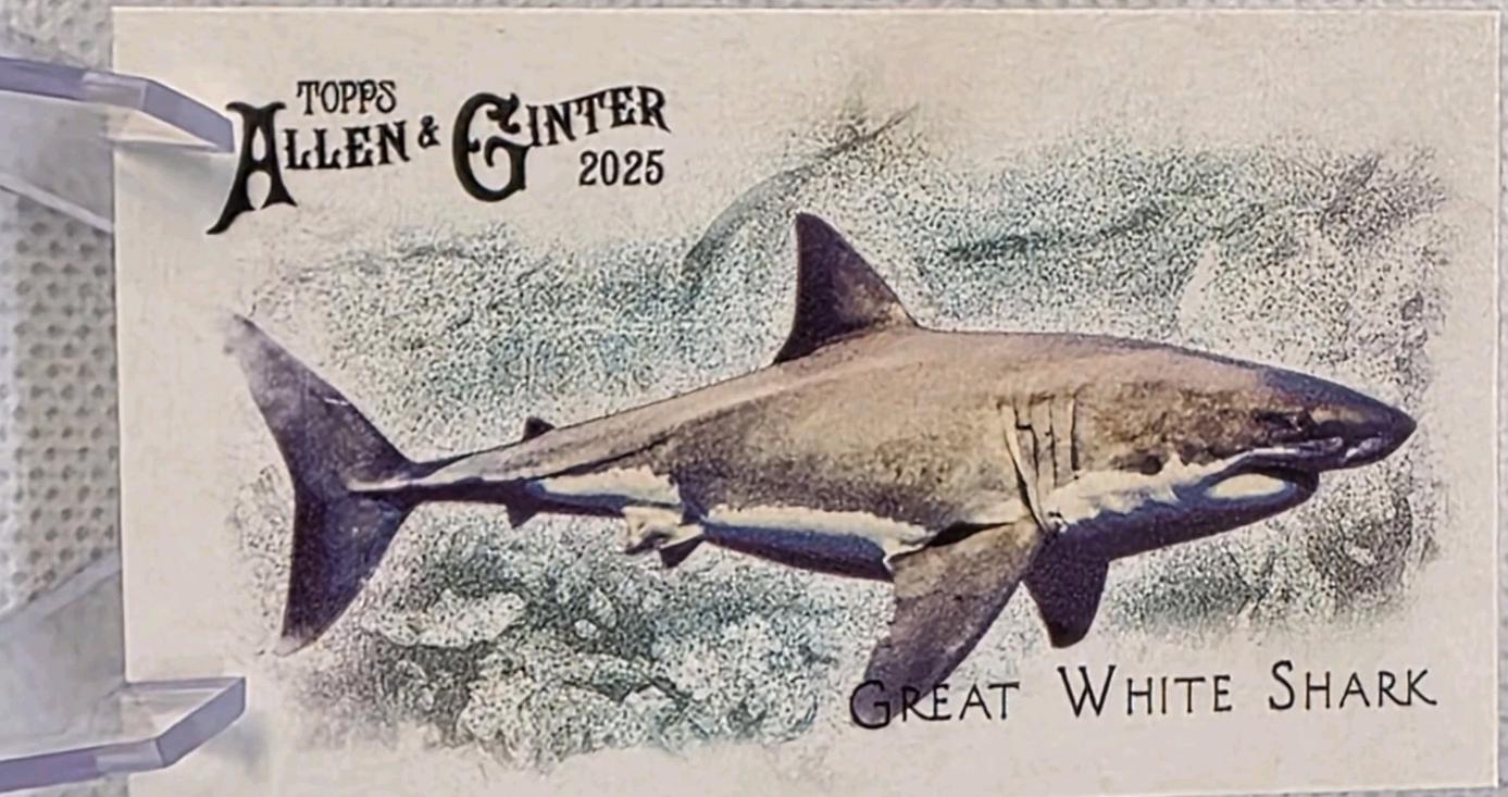 Great White Shark #FGW-2