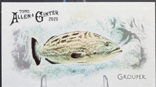 Grouper #FGW-49