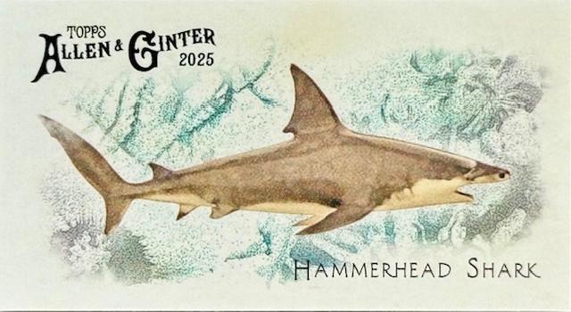 Hammerhead Shark #FGW-25