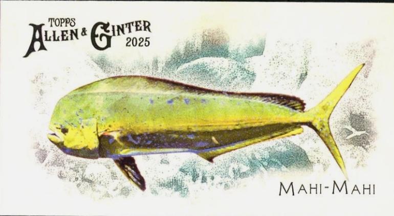 Mahi-Mahi #FGW-15