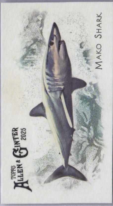 Mako Shark #FGW-31