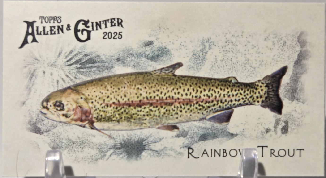 Rainbow Trout #FGW-34