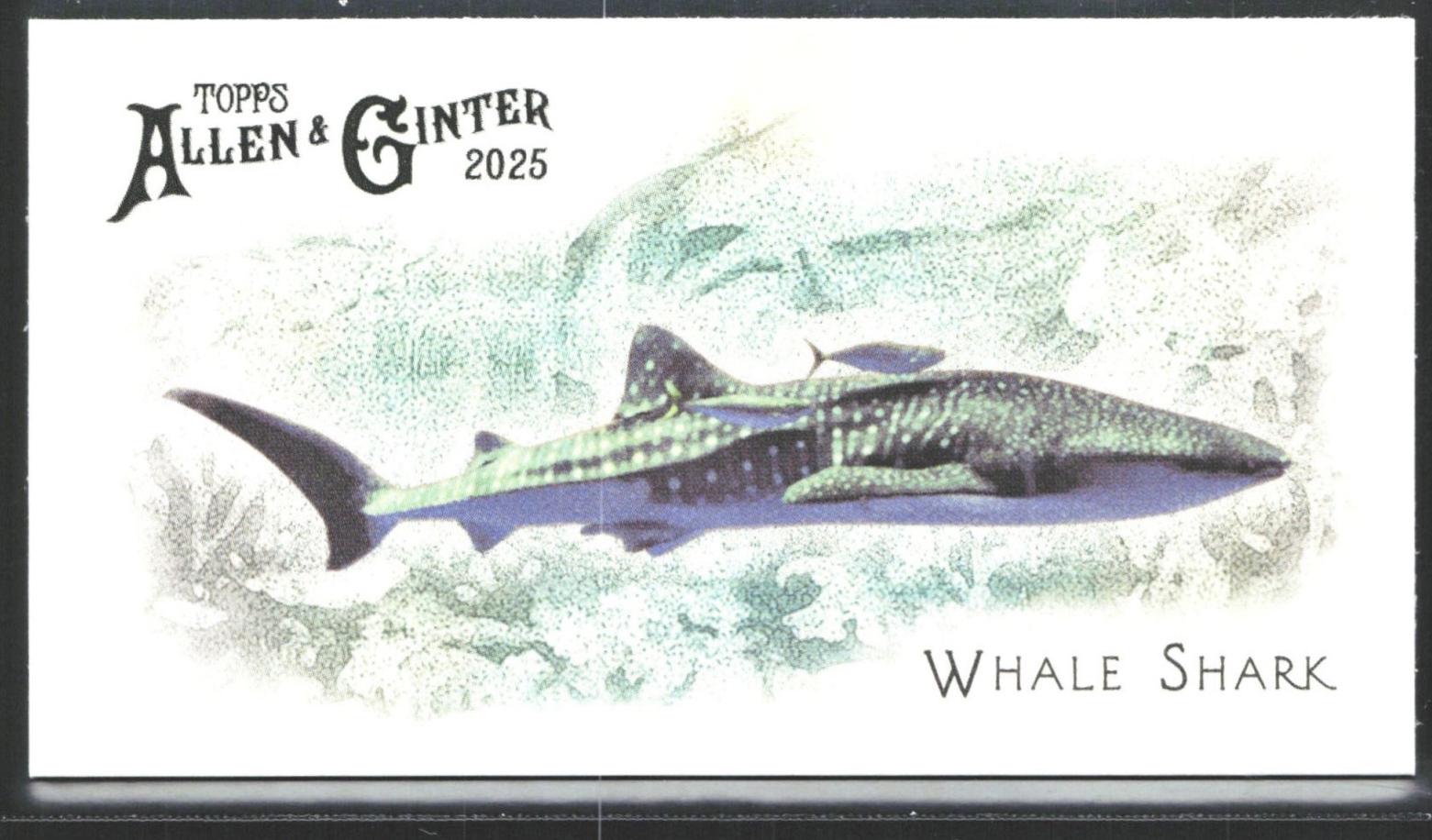 Whale Shark #FGW-37