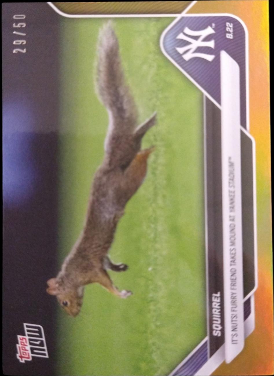 Squirrel [Gold Foil] #596
