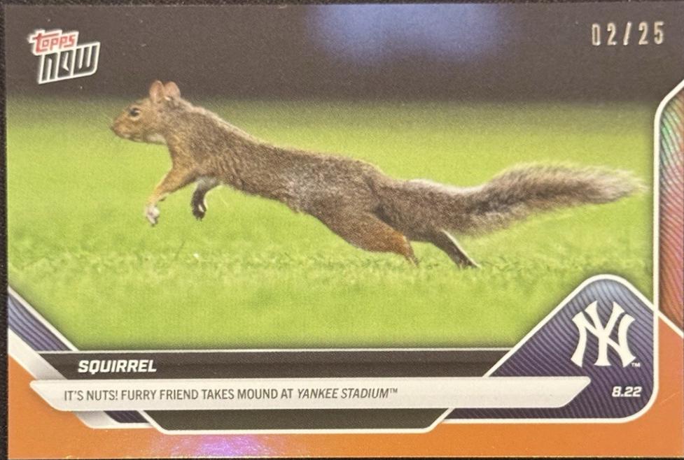 Squirrel [Orange Foil] #596