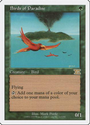 Birds of Paradise