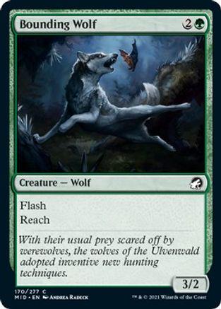 Bounding Wolf #170