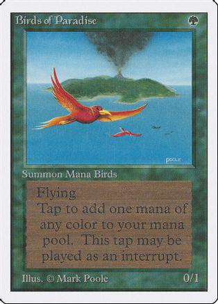 Birds of Paradise