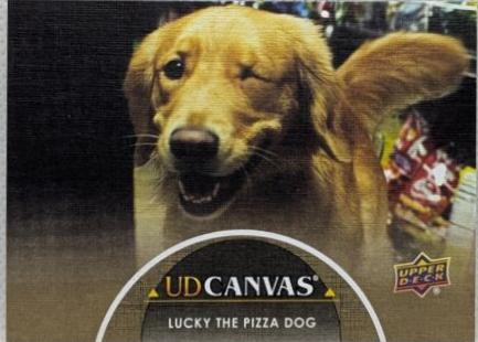 Lucky the Pizza Dog #C12