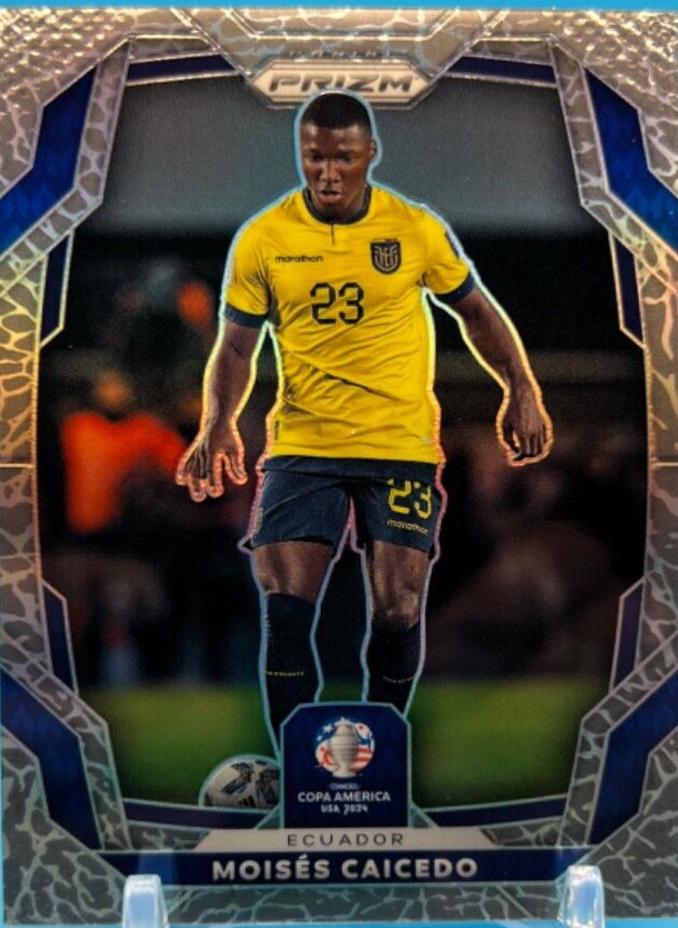 Moises Caicedo [Elephant] #65