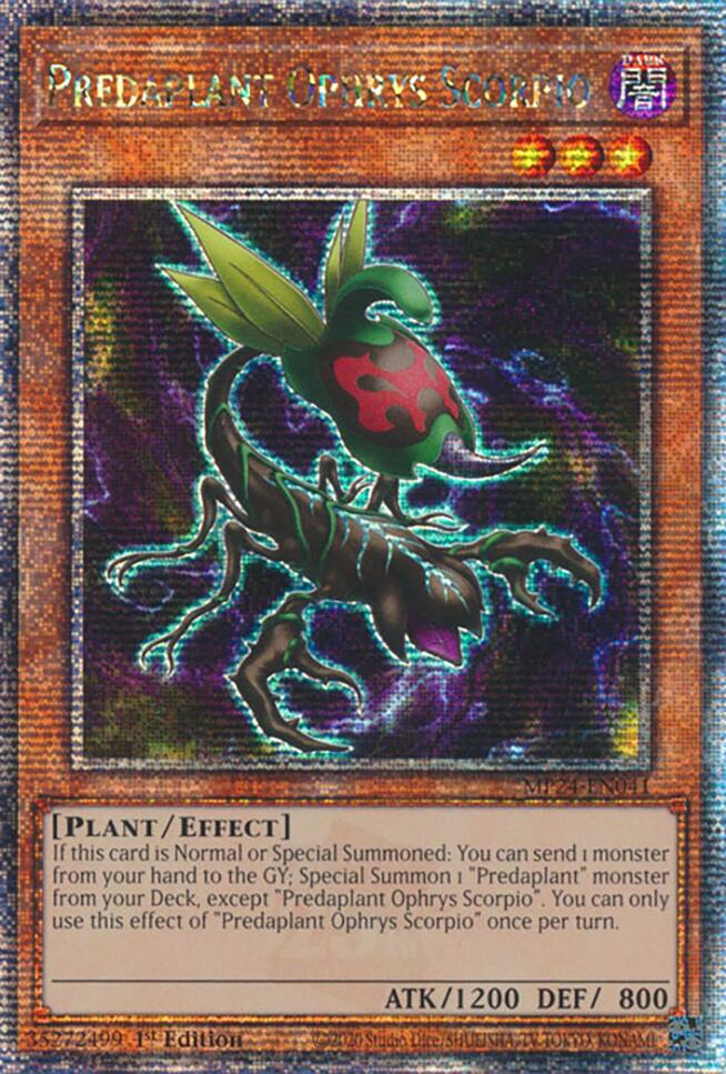 Predaplant Ophrys Scorpio MP24-EN041