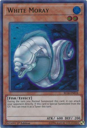White Moray BLLR-EN018