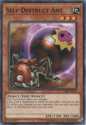 Self-Destruct Ant CIBR-EN035