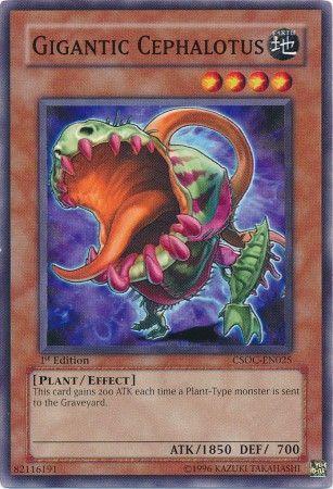 Gigantic Cephalotus [1st Edition] CSOC-EN025